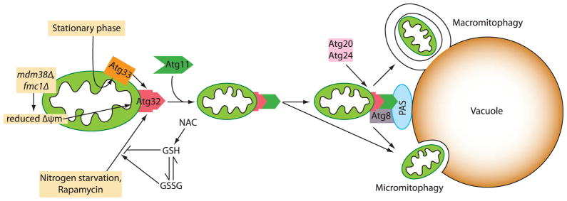 Fig. 1