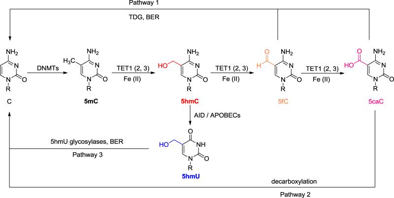 Fig. 1