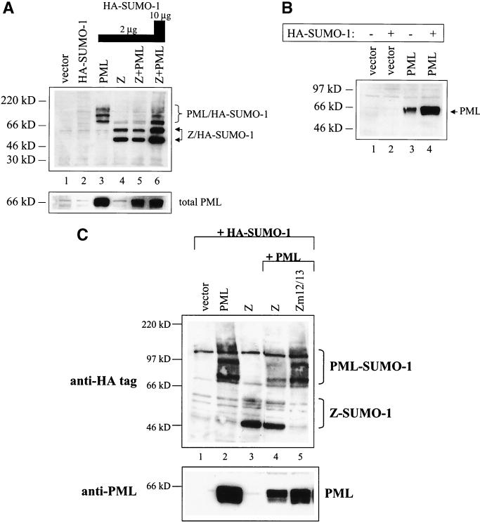 FIG. 7