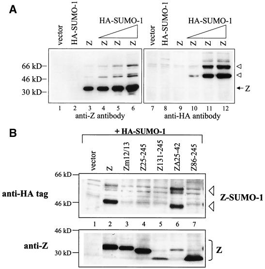 FIG. 6