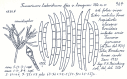 Fig. 12