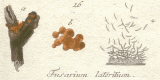 Fig. 14