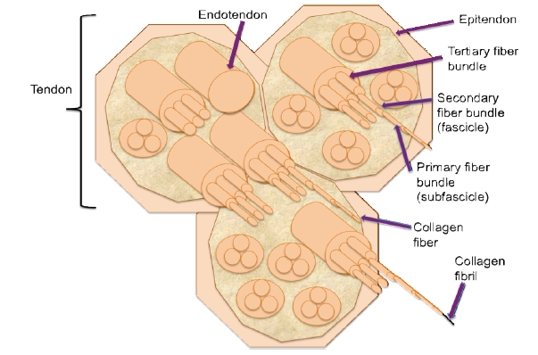 Fig. (2)