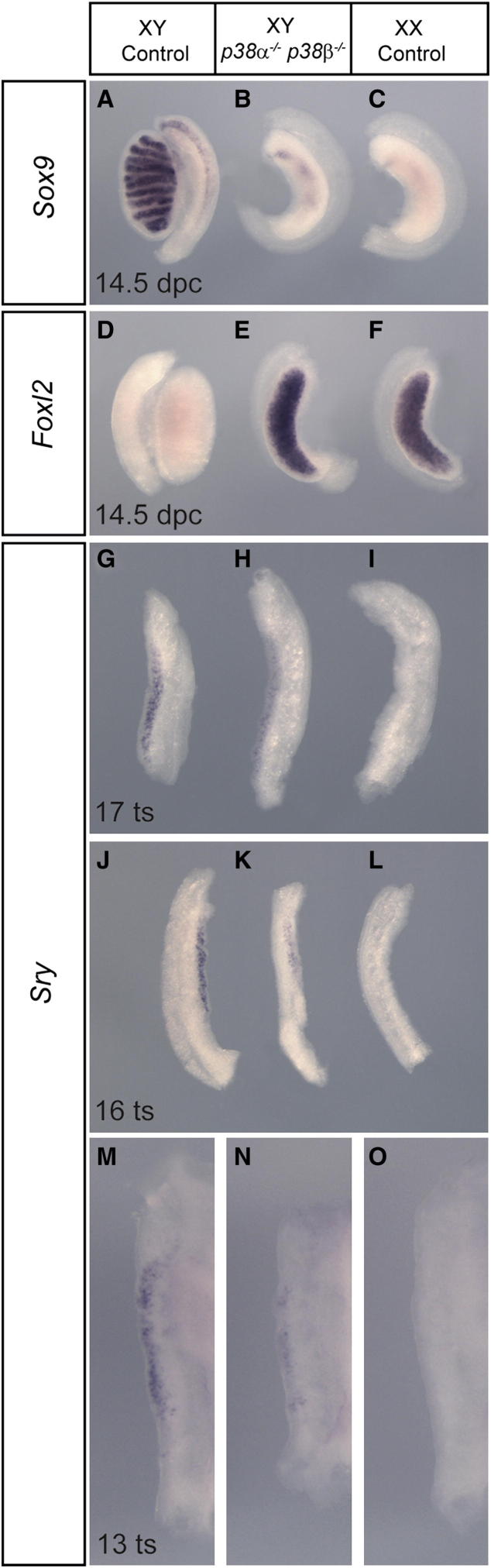 Figure 6