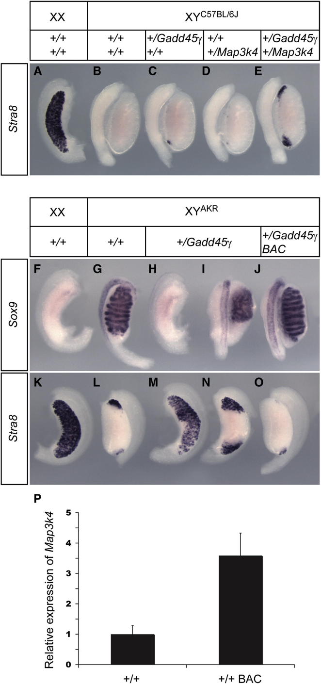 Figure 4