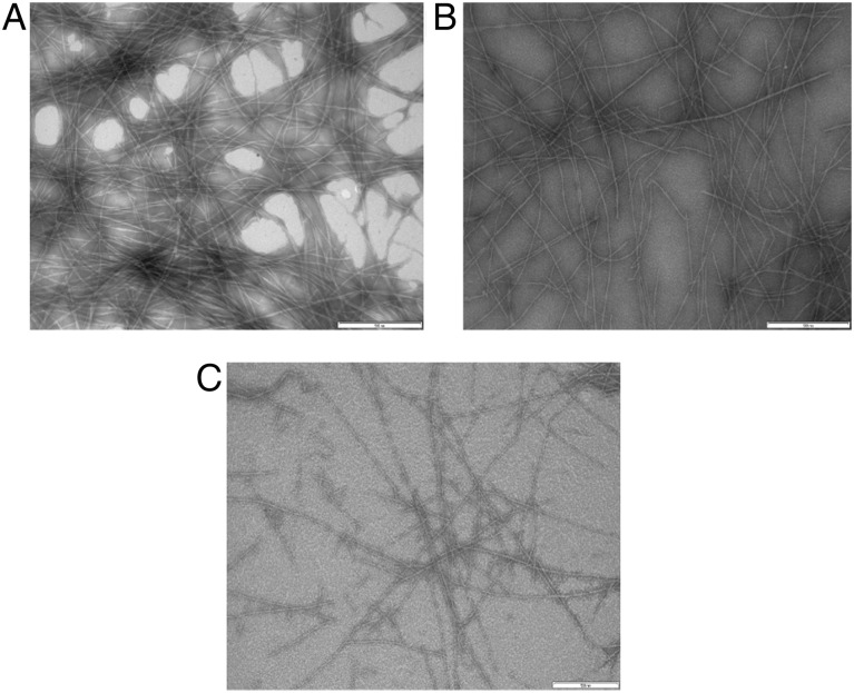 Fig. 5