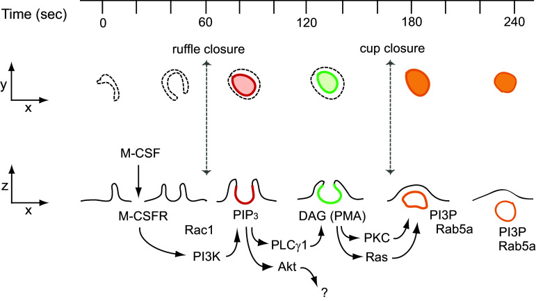 Fig. 2