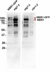 Figure 2—figure supplement 1.