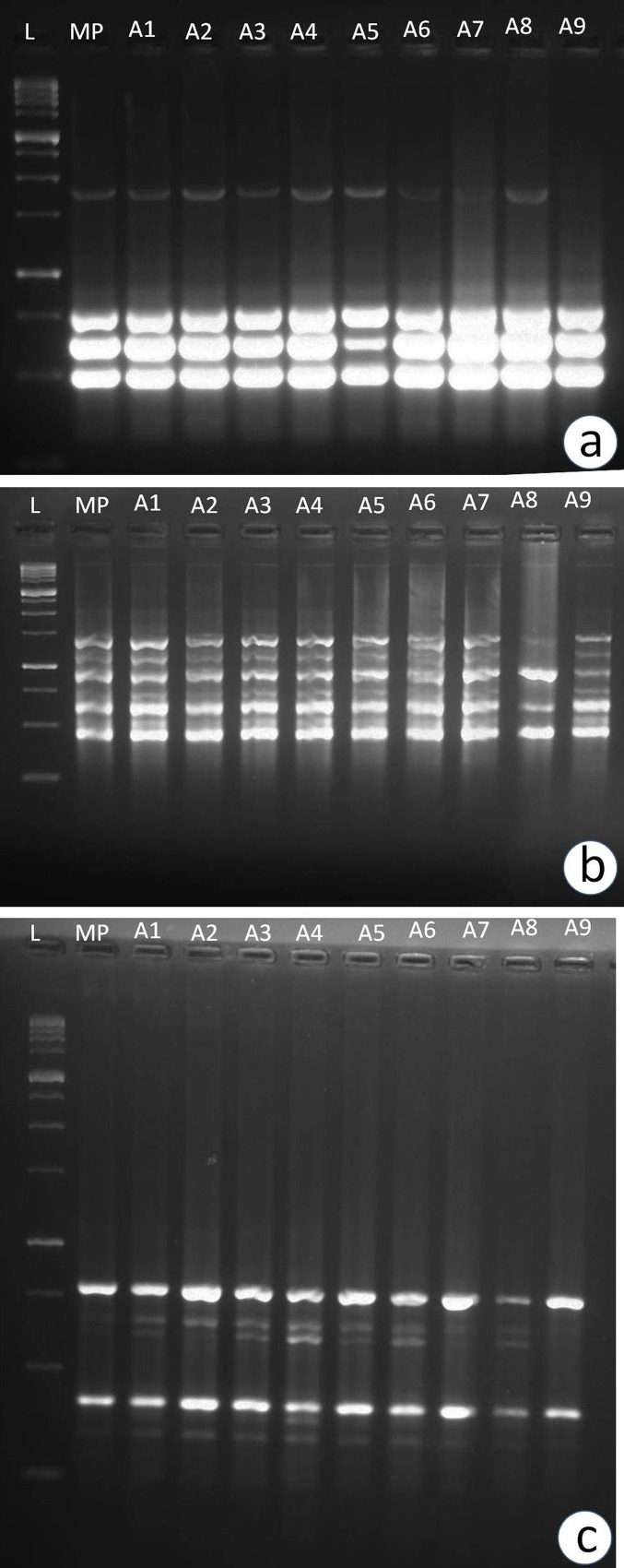 Fig 5