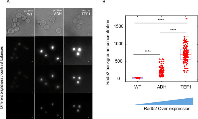 Appendix 1—figure 1.