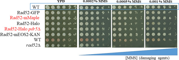 Figure 1—figure supplement 1.