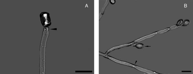 FIG. 2.