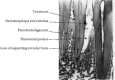 Fig. 7