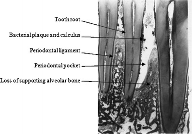 Fig. 7