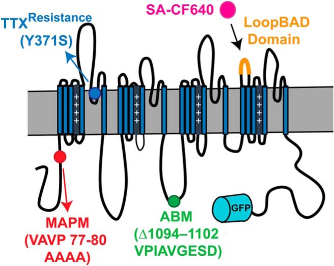 Figure 1.