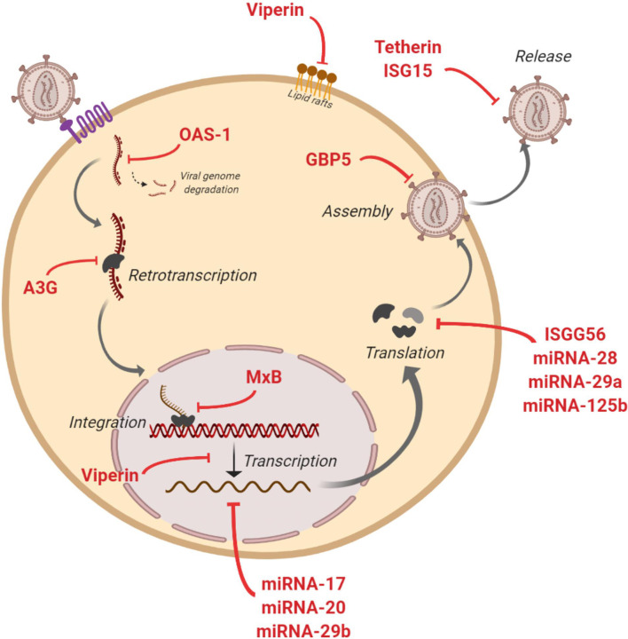 Figure 2