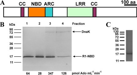 FIGURE 1.