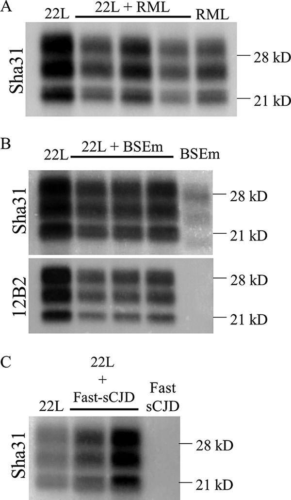 FIG 1