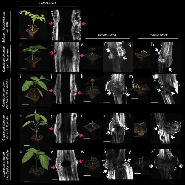 Figure 2: