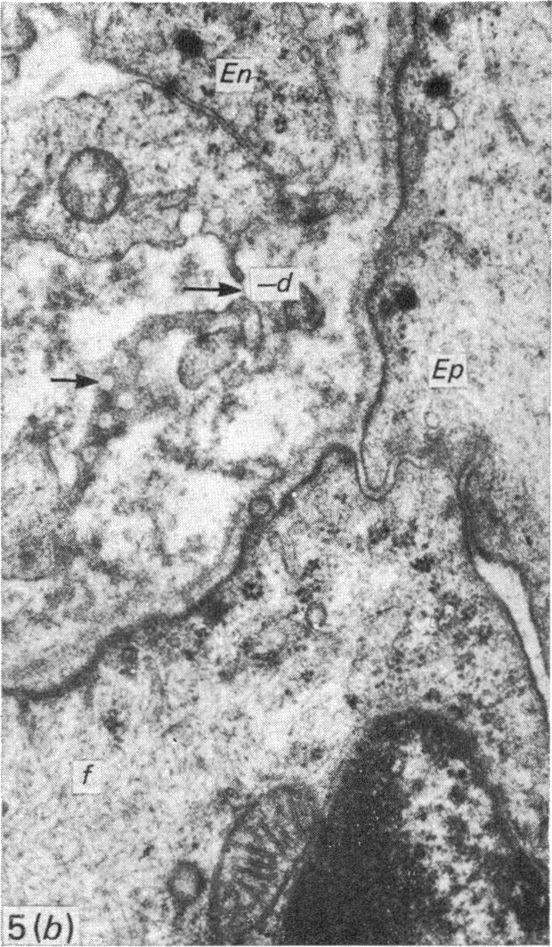 Fig. 5 (b)