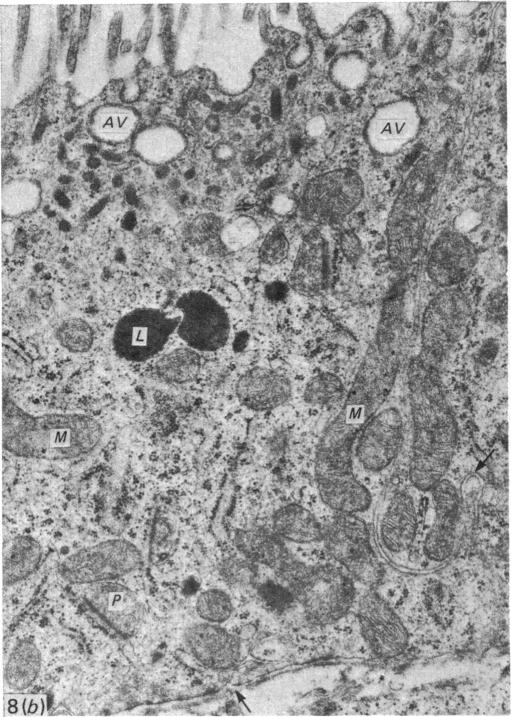 Fig. 8 (b)