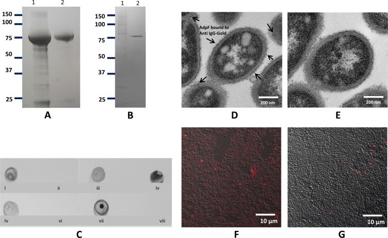 FIG 2