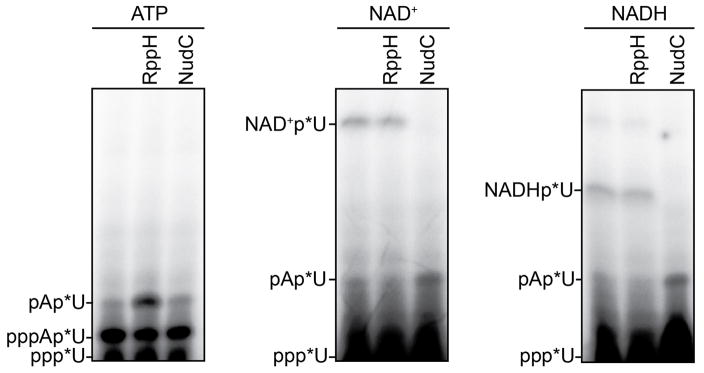 Extended Data Figure 6