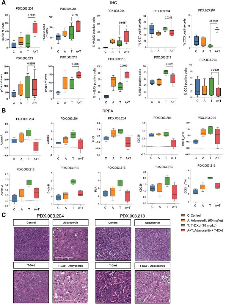 Figure 4. Pharmacodynamic effects of adavosertib in combination with T-DXd following 10-day treatment. Mice were treated for 10 days with adavosertib, T-DXd, or T-DXd + adavosertib, or were untreated (N = 5). A, PD marker assessment by IHC for adavosertib, T-DXd, and adavosertib + T-DXd tumors assessing phosphorylated Chk1, phosphorylated Kap1, γH2AX, Ki67, and cleaved caspase 3 (CC3). B, Differential expression of proteins assessed by RPPA revealed alterations in expression of several proteins involved in G2–M transition, including Aurora-A, cyclin B, PLK1, CDC25, and phosphorylated CDK1. C, Morphologic features on H&E staining observed following 10-day treatments with adavosertib, T-DXd, or T-DXd + adavosertib. CCNE1, Cyclin E; ERBB2, Erb-B2 receptor tyrosine kinase 2; H&E, hematoxylin and eosin; PD, pharmacodynamic.