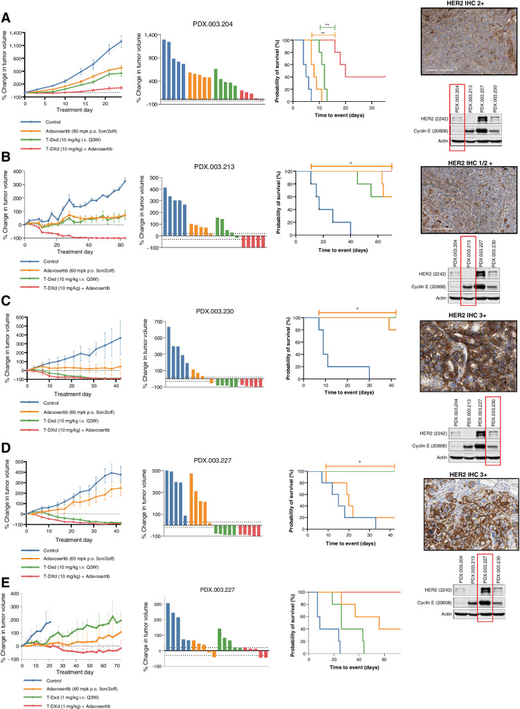 Figure 2. In vivo activity of T-DXd in combination with adavosertib in HER2 low (1/2+) and high (3+) expressing gastroesophageal cancers. A, Adavosertib (60 mg/kg p.o. 5on/2off) enhanced tumor growth inhibition when combined with T-DXd (10 mg/kg i.v. every 3 weeks) in a HER2 low, cyclin E amplified gastroesophageal cancer PDX model PDX.003.204. Right panel demonstrates HER2 IHC and immunoblotting for HER2, Cyclin E1, and actin. B, Adavosertib (60 mg/kg p.o. 5on/2off) in combination with T-DXd (10 mg/kg i.v. every 3 weeks) led to enhanced tumor regression in a HER2 low, cyclin E amplified gastroesophageal cancer PDX model PDX.003.213, with an ERBB2 V777 L and G778A mutation. C, T-DXd (10 mg/kg IV every 3 weeks) induced durable tumor regression alone and in combination with adavosertib in an ERBB2 amplified and HER2 overexpressing gastroesophageal PDX cancer model PDX.003.230. Adavosertib alone also demonstrated significant antitumor activity. D and E, T-DXd (10 mg/kg i.v. every 3 weeks) induced durable tumor regression in an ERBB2 amplified and HER2 overexpressing gastroesophageal PDX cancer model PDX.003.227 with concomitant cyclin E amplification/expression alone and when T-DXd was combined with adavosertib (60 mg/kg p.o. 5on/2off) (D). Antitumor activity of lower dose T-DXd (1 mg/kg i.v. every 3 weeks) was enhanced with the combination with adavosertib (60 mg/kg p.o. 5on/2off) (E). PDX, patient-derived xenograft; T-DXd, trastuzumab deruxtecan.