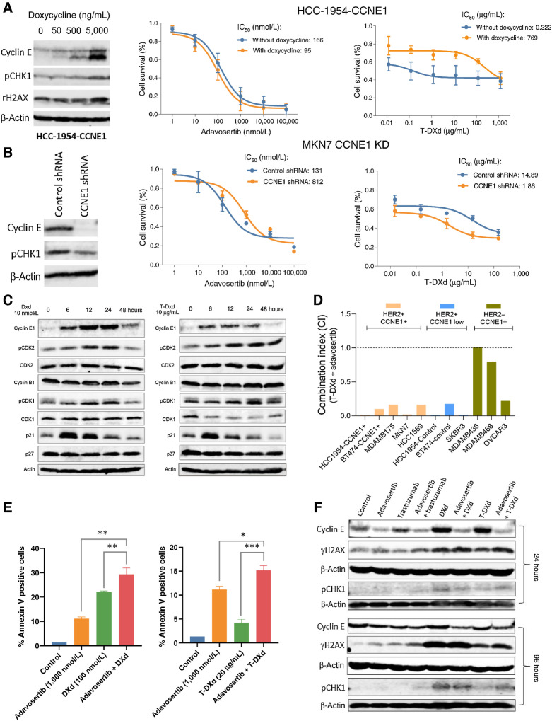 Figure 1. DXd is synergistic in combination with adavosertib and induces expression of cyclin E in vitro. A, Effects of cyclin E overexpression on cell sensitivity to adavosertib and T-DXd. HER2+ HCC-1954 cells were transfected with a viral expression cassette for cyclin E. In the absence or presence of doxycycline, cells were treated with adavosertib or T-DXd at individual dose ranges, or their combination, for 72 hours. Immunoblotting was performed to detect cyclin E, pCHK1, and γH2AX. Cell viability was measured using SRB assay. Drug IC50s and combination index (CI) were calculated using CalcuSyn. B, Effects of cyclin E knockdown on cell sensitivity to adavosertib and T-DXd. HER2+ MKN7 cells were transfected with CCNE1 shRNA virus. Immunoblotting was performed to detect cyclin E and pCHK1. Cell viability assays with adavosertib and T-DXd were performed as described above. C, Immunoblot of cell-cycle regulatory proteins in MKN7 cells following treatment with DXd and T-DXd for 6, 12, 24, and 48 hours. D, Combination index of T-DXd and adavosertib measured by cell viability assay in a panel of 11 cell lines. E, Apoptosis assay of DXd and T-DXd in combination with adavosertib in MKN7 cells using Annexin V labeling. F, Immunoblot of cyclin E, γH2AX, and pCHK1 in MKN7 cells following treatment with DXd and T-DXd in combination with adavosertib for 24 or 96 hours. CCNE1, cyclin E1; DXd, deruxtecan; ERBB2, Erb-B2 receptor tyrosine kinase 2; T-DXd, trastuzumab deruxtecan.