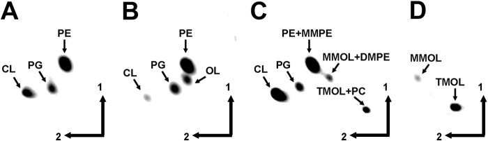 FIGURE 3.