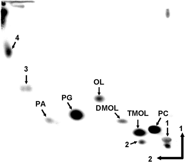 FIGURE 1.