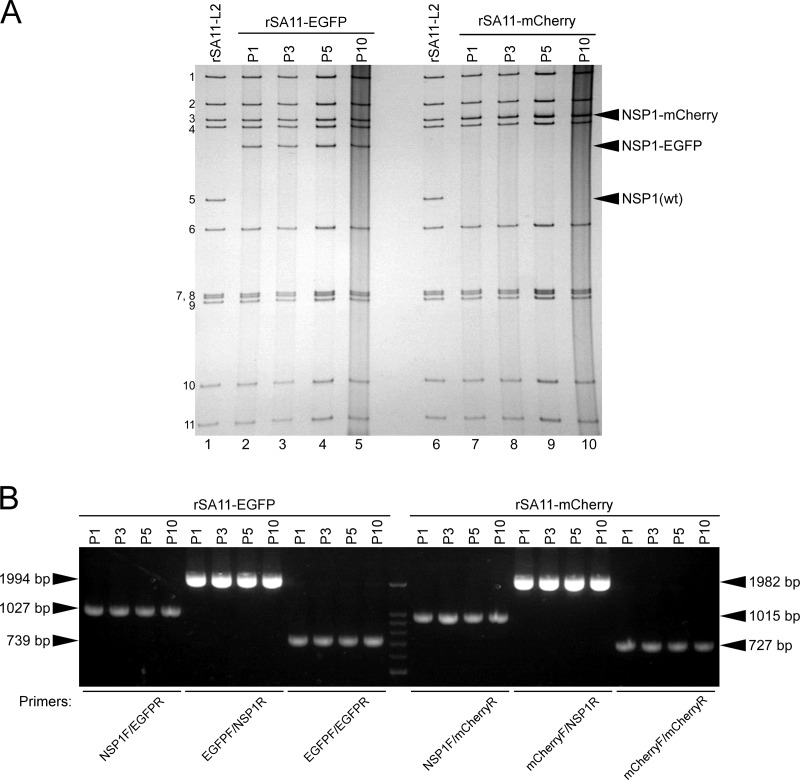 FIG 7