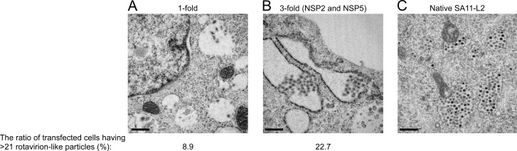 FIG 2