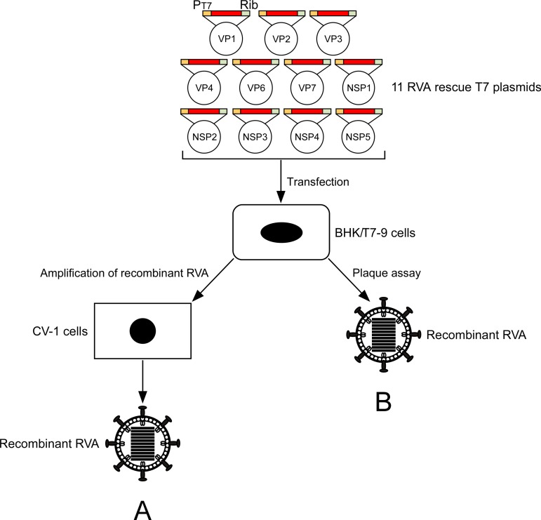 FIG 1