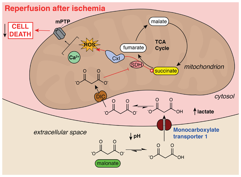 Graphical abstract