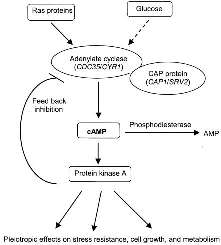 FIG. 1.