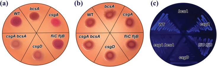 Fig 1