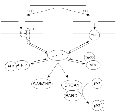 Figure 1.