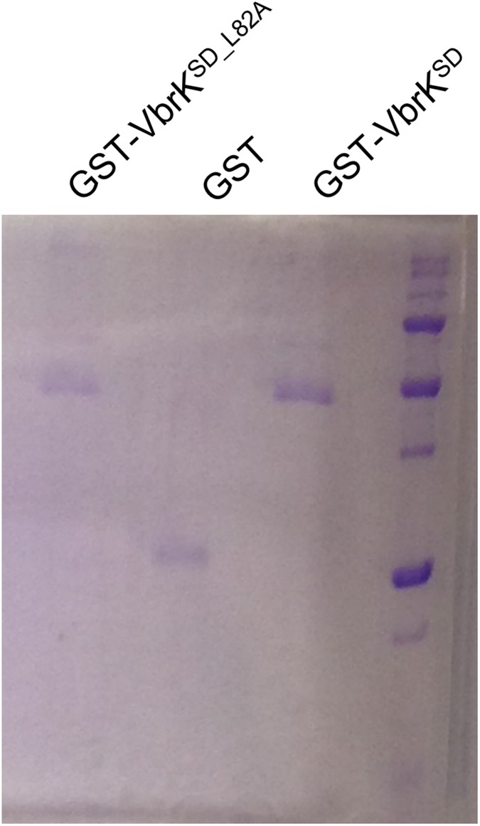 Fig. S7.