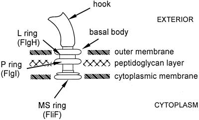 FIG. 1.