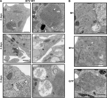 Fig. 9.