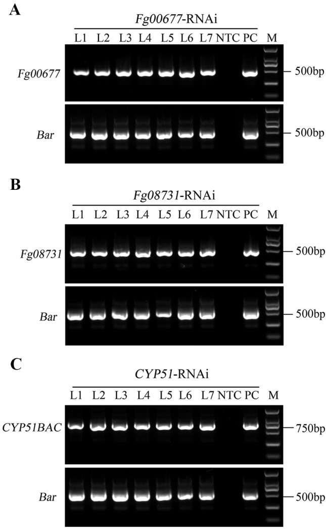 Figure 4