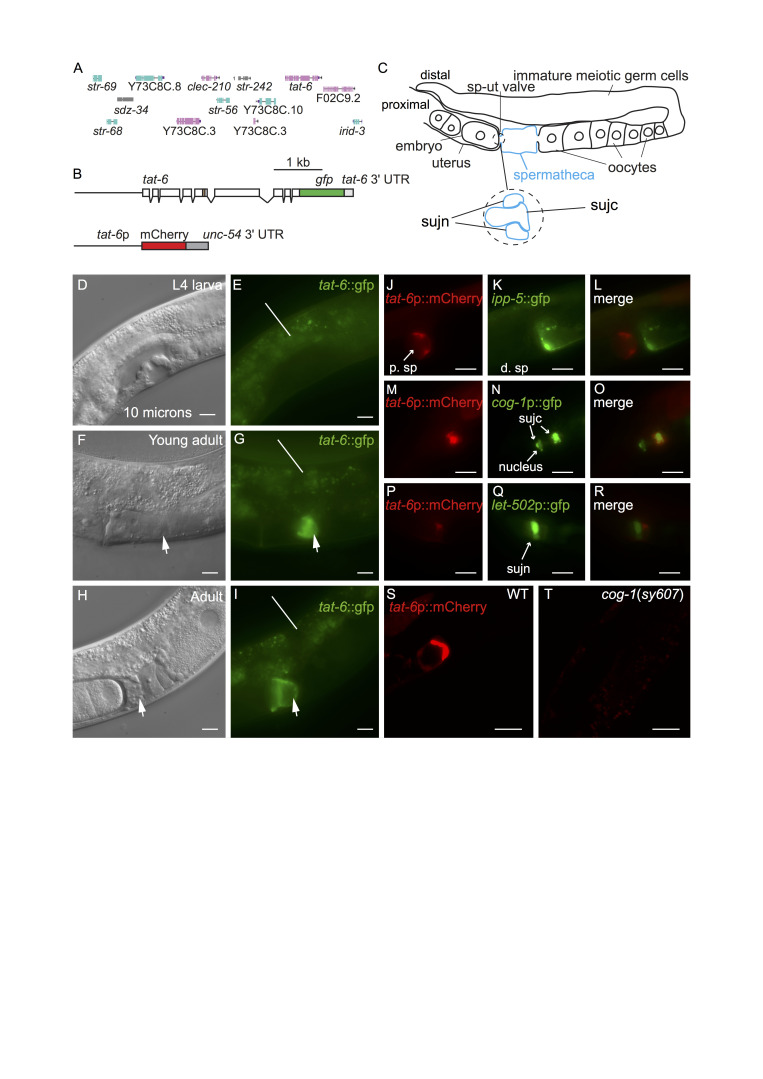 Figure 1. tat-6 is expressed in sujc cells