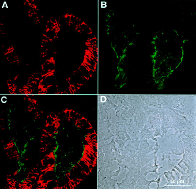 Figure 4  