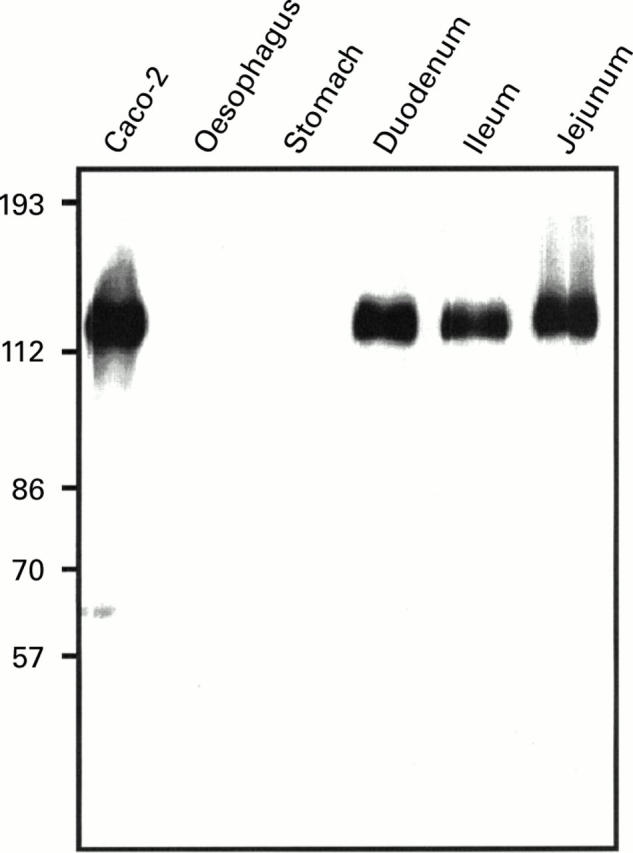 Figure 1  