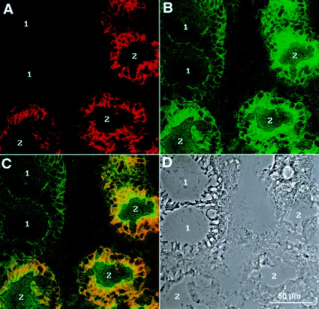 Figure 5  