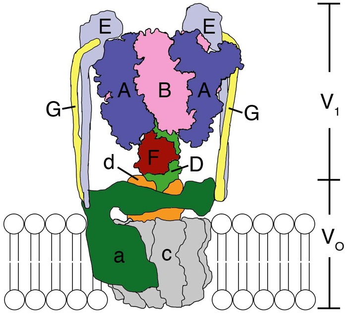 FIGURE 1