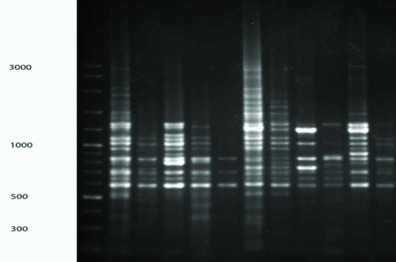 [Table/Fig-2]: