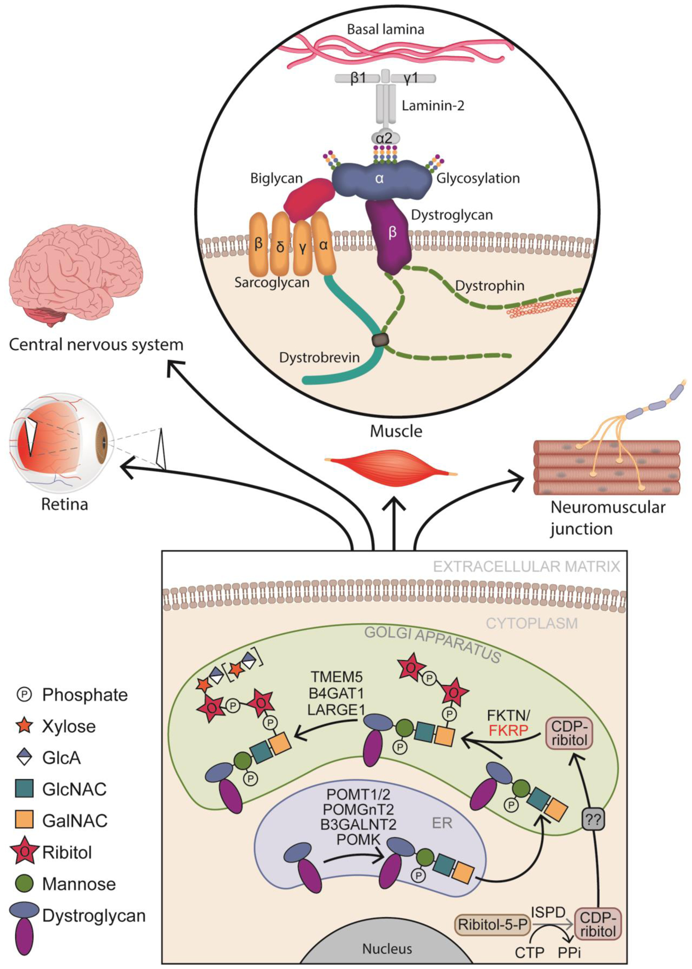 Figure 1: